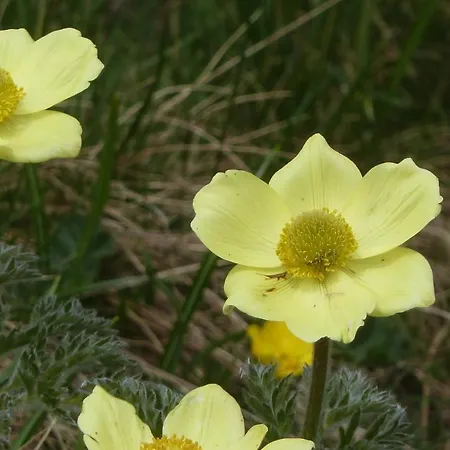 Giuditta Freecarpark&garden