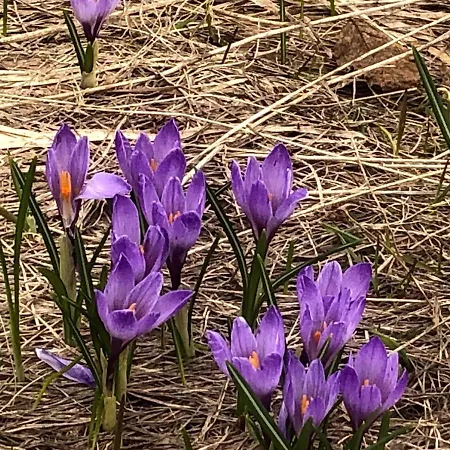 Appartement Giuditta Freecarpark&garden
