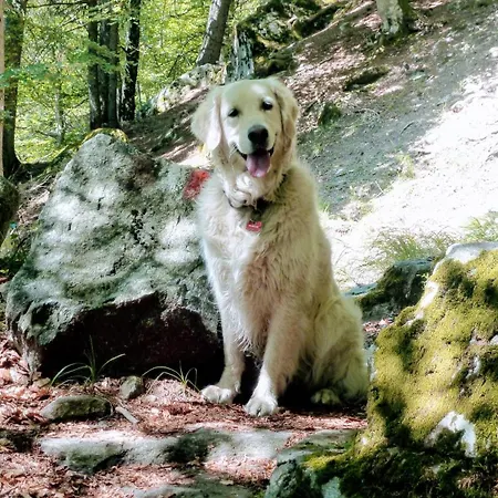 Apartamento Giuditta Freecarpark&garden *