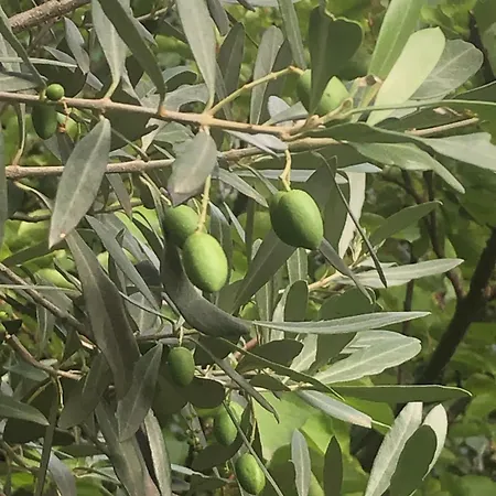 Giuditta Freecarpark&garden * Domodossola