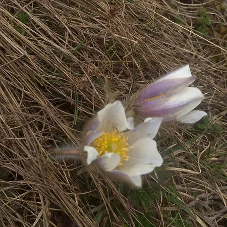 Giuditta Freecarpark&garden
