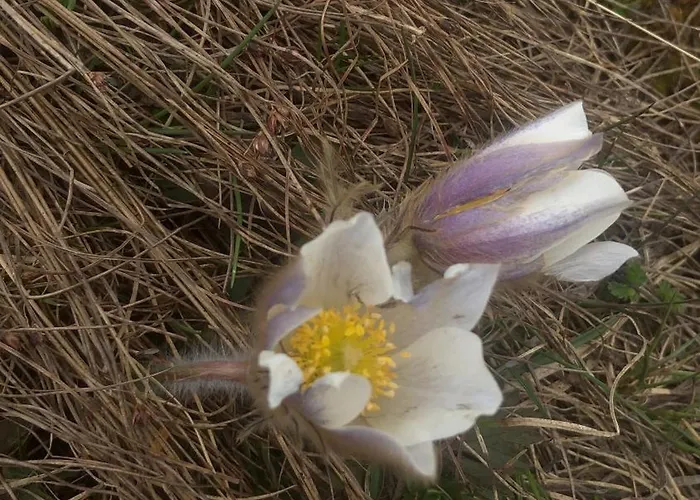 Giuditta Freecarpark&garden